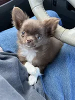 ❤️AKC Gisele - more pics, a female Chihuahua for sale in Calhan, CO – 8 of 10