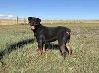 Baby Girl - FULL AKC , a female Rottweiler for sale in Calhan, CO – 2 of 10