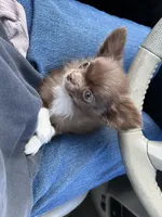 ❤️AKC Gisele - more pics, a female Chihuahua for sale in Calhan, CO – 4 of 10