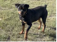 Baby Girl - FULL AKC , a female Rottweiler for sale in Calhan, CO – 7 of 10