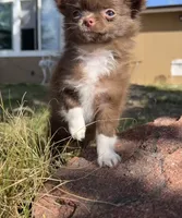 AKC Gisele ❤️, a female Chihuahua for sale in Calhan, CO – 8 of 10