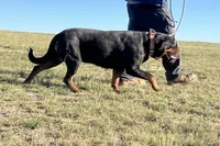 Lady - (Timit Tor sire) FULL AKC, a female Rottweiler for sale in Calhan, CO – 4 of 7