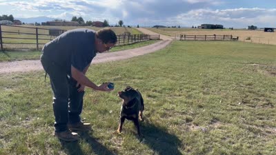 Baby Girl - FULL AKC , a female Rottweiler for sale in Calhan, CO – 10 of 10