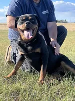Baby Girl - FULL AKC , a female Rottweiler for sale in Calhan, CO – 3 of 10