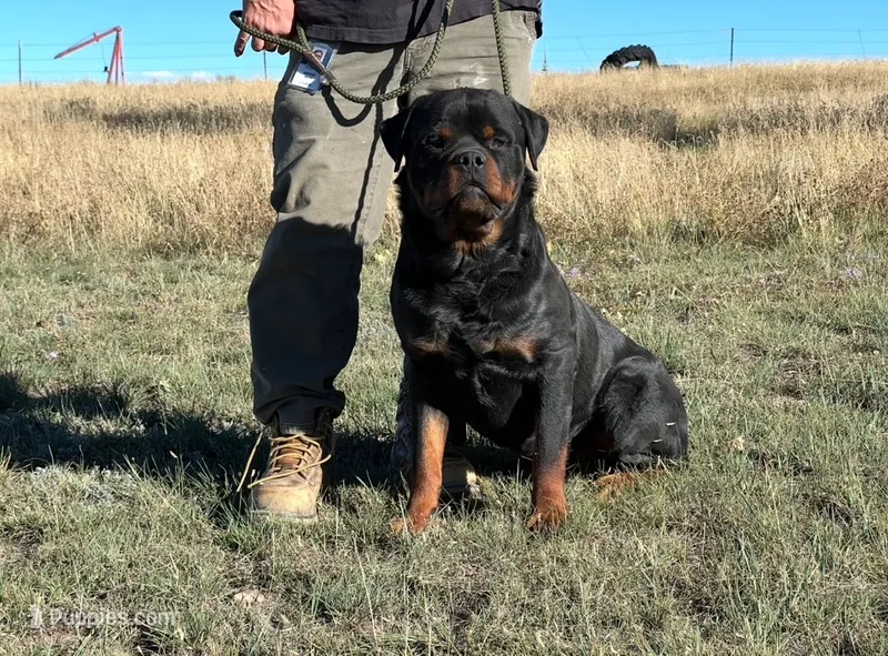 Sire - FULL AKC – Rottweiler puppy for sale in Calhan, CO
