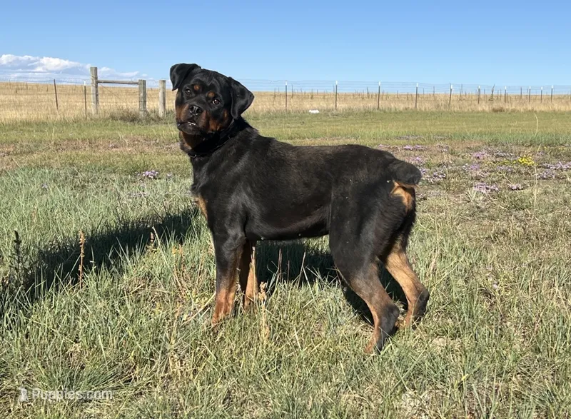 Baby Girl - FULL AKC  – Rottweiler puppy for sale in Calhan, CO