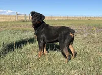 Baby Girl - FULL AKC , a female Rottweiler for sale in Calhan, CO – 1 of 10