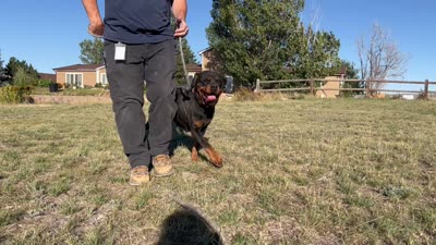 Lady - (Timit Tor sire) FULL AKC, a female Rottweiler for sale in Calhan, CO – 6 of 7