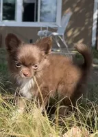 AKC Gisele ❤️, a female Chihuahua for sale in Calhan, CO – 9 of 10