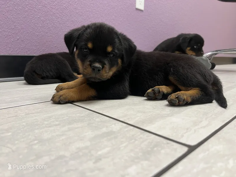 Odin – Rottweiler puppy for sale in Calhan, CO