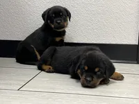 Odin, a male Rottweiler for sale in Calhan, CO – 5 of 6