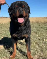 Sire - FULL AKC, a male Rottweiler for sale in Calhan, CO – 3 of 7
