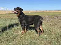 Baby Girl - FULL AKC , a female Rottweiler for sale in Calhan, CO – 6 of 10