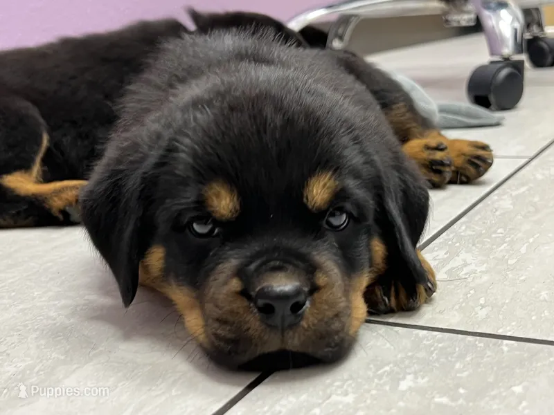 Oscar – Rottweiler puppy for sale in Calhan, CO