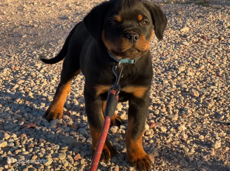 Odin – Rottweiler puppy for sale in Calhan, CO