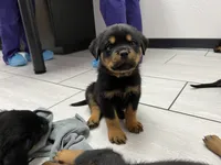 Oscar, a male Rottweiler for sale in Calhan, CO – 4 of 4