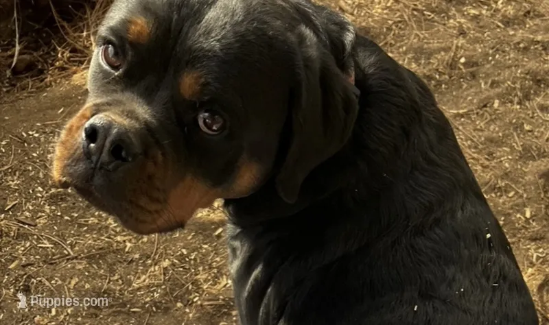Inna - AKC – Rottweiler puppy for sale in Calhan, CO