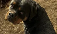 Inna - AKC, a female Rottweiler for sale in Calhan, CO – 1 of 7