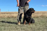 Sire - FULL AKC, a male Rottweiler for sale in Calhan, CO – 5 of 7