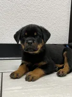 Odin, a male Rottweiler for sale in Calhan, CO – 3 of 6
