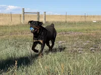 Baby Girl - FULL AKC , a female Rottweiler for sale in Calhan, CO – 8 of 10