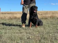 Sire - FULL AKC, a male Rottweiler for sale in Calhan, CO – 6 of 7