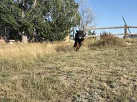 Inna - AKC, a female Rottweiler for sale in Calhan, CO – 4 of 7