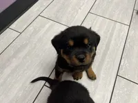 Orian, a male Rottweiler for sale in Calhan, CO – 5 of 5