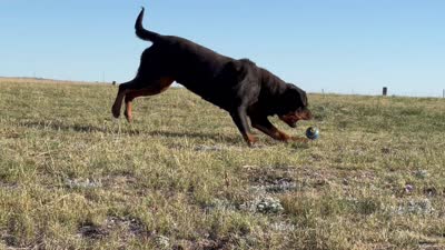 Inna - AKC, a female Rottweiler for sale in Calhan, CO – 7 of 7