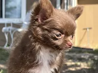 AKC Gisele ❤️, a female Chihuahua for sale in Calhan, CO – 5 of 10
