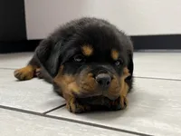 Orian, a male Rottweiler for sale in Calhan, CO – 3 of 5
