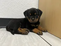 Odette, a female Rottweiler for sale in Calhan, CO – 4 of 5