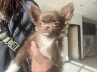 ❤️AKC Gisele - more pics, a female Chihuahua for sale in Calhan, CO – 7 of 10