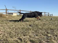 Inna - AKC, a female Rottweiler for sale in Calhan, CO – 2 of 7
