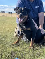 Baby Girl - FULL AKC , a female Rottweiler for sale in Calhan, CO – 5 of 10