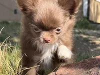 AKC Gisele ❤️, a female Chihuahua for sale in Calhan, CO – 7 of 10