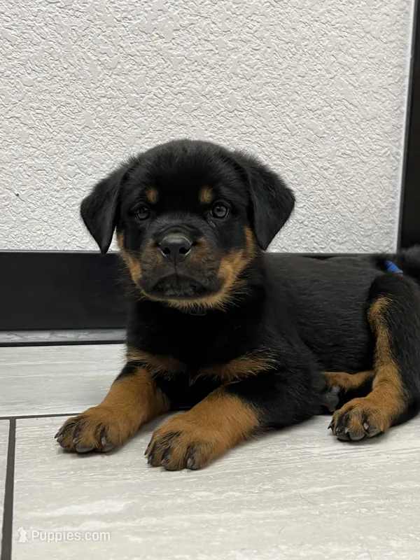 Obo – Rottweiler puppy for sale in Calhan, CO