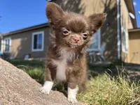 AKC Gisele ❤️, a female Chihuahua for sale in Calhan, CO – 6 of 10