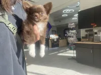 ❤️AKC Gisele - more pics, a female Chihuahua for sale in Calhan, CO – 9 of 10
