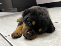 Oscar, a male Rottweiler for sale in Calhan, CO – 2 of 4