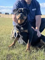Baby Girl - FULL AKC , a female Rottweiler for sale in Calhan, CO – 4 of 10