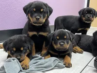 Odette, a female Rottweiler for sale in Calhan, CO – 2 of 5