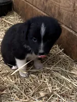 Blue Eyes, a male Australian Shepherd for sale in Raphine, VA – Photo 3 of 10