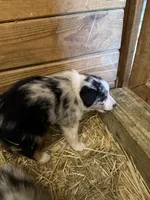 Blue Eyes, a male Australian Shepherd for sale in Raphine, VA – Photo 6 of 10