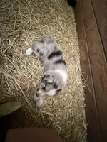 Blue Eyes, a male Australian Shepherd for sale in Raphine, VA – Photo 5 of 10