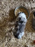 Blue Eyes, a male Australian Shepherd for sale in Raphine, VA – Photo 9 of 10