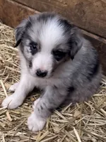 Blue Eyes, a male Australian Shepherd for sale in Raphine, VA – Photo 2 of 10
