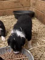 Blue Eyes, a male Australian Shepherd for sale in Raphine, VA – Photo 4 of 10