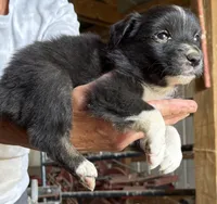Blue Eyes, a male Australian Shepherd for sale in Raphine, VA – Photo 8 of 10