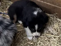 Blue Eyes, a male Australian Shepherd for sale in Raphine, VA – Photo 1 of 10